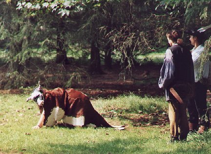 Kuh1.jpg (52803 Byte)